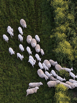 Sheeps in a field