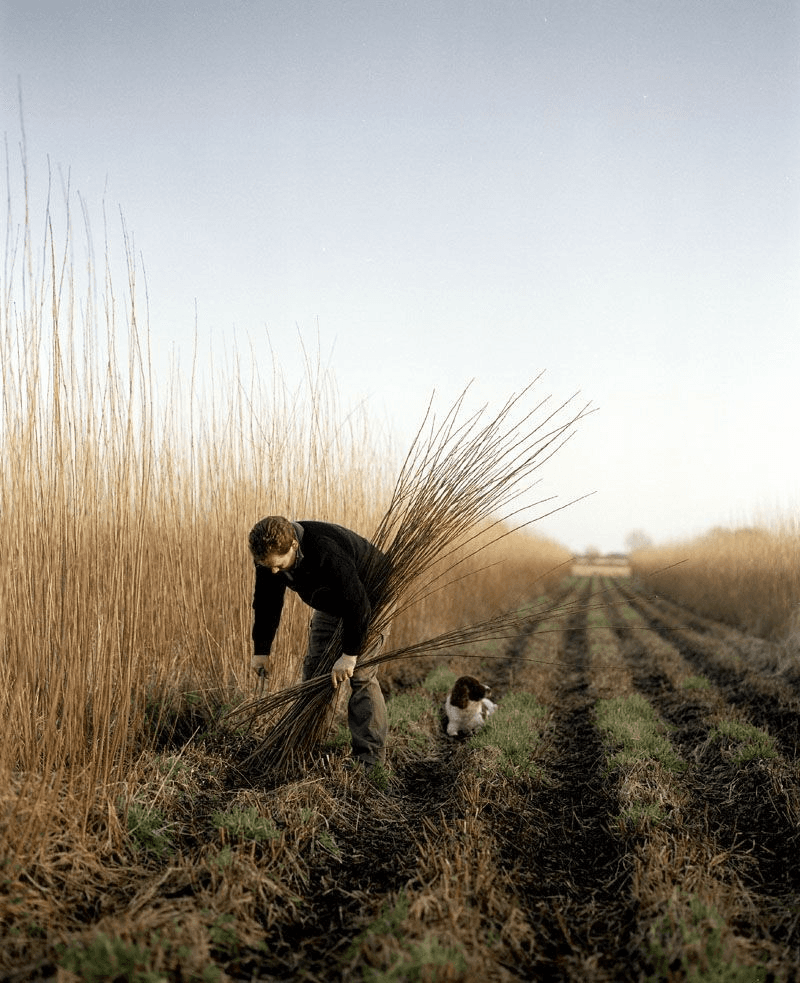 Man picking crops