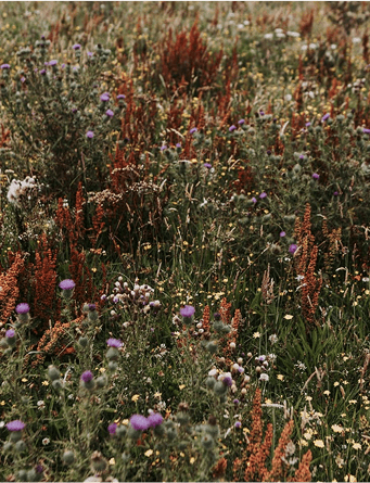 Nature regeneration
