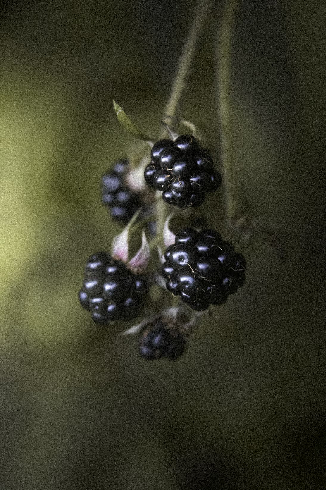 Autumn content