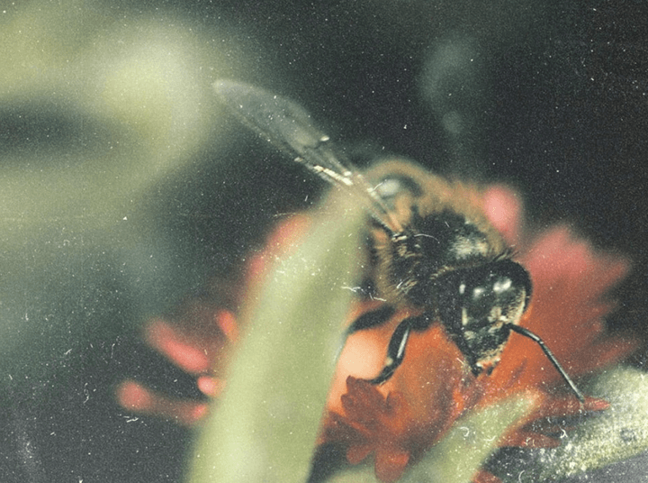 Bee on flower