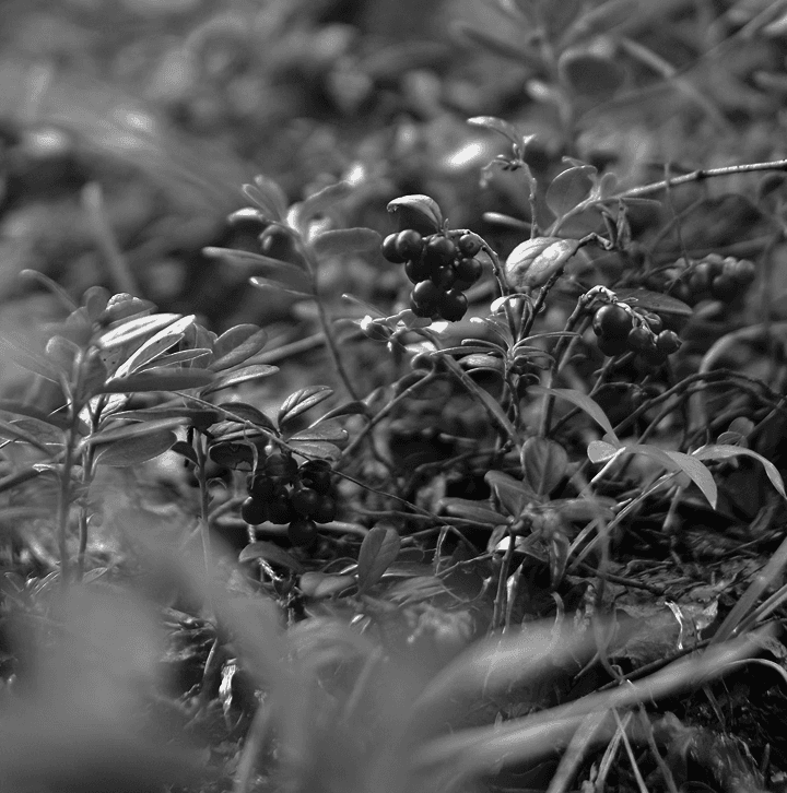 Berries Image