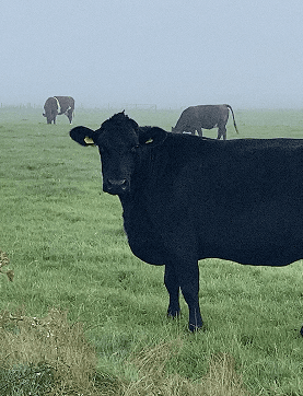 Cattle in pasture