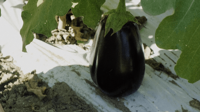 Fresh produce growing in soil
