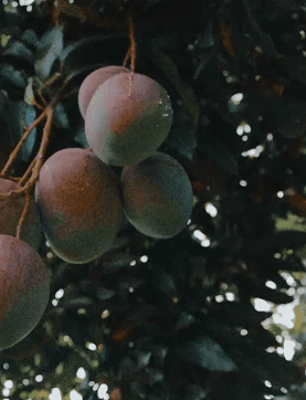 Seasonal fruit on the tree