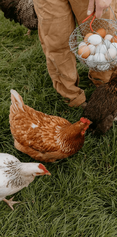 Protein
